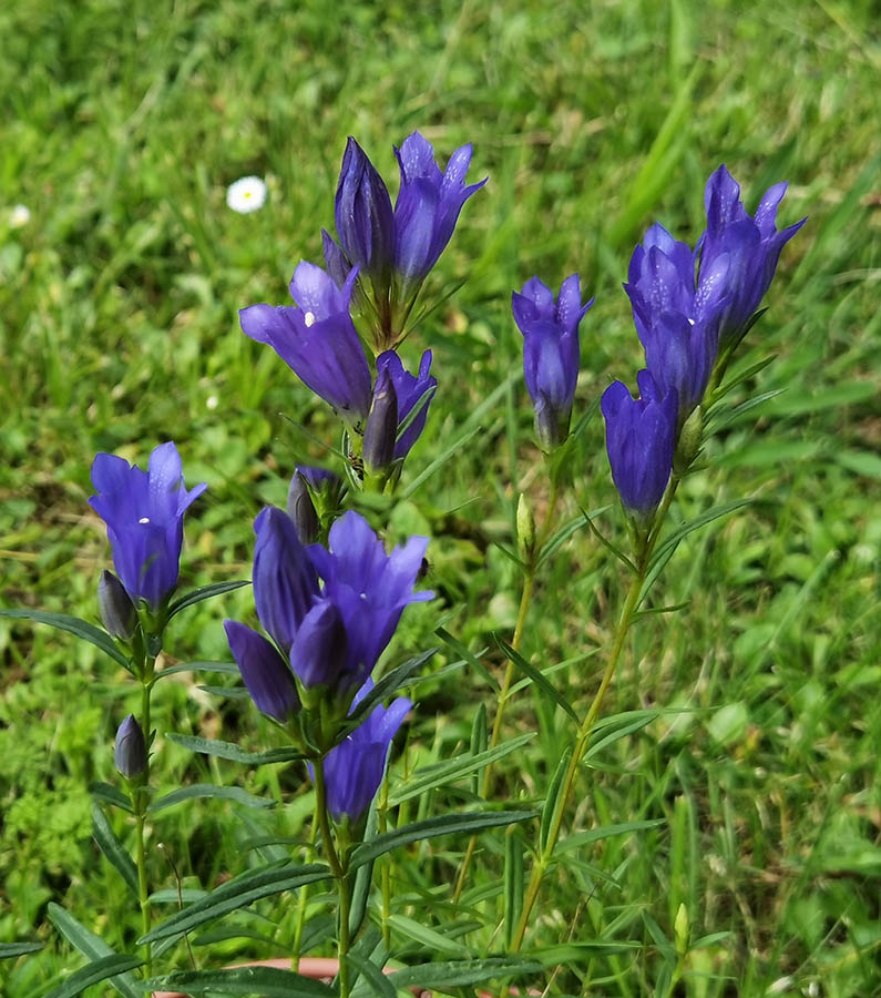 Gentiana pneumonanthe